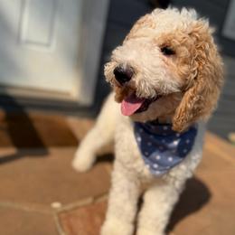 Jaxson - White male Double Doodle puppy in Mineola, Texas from ETX Dandy Doodle