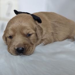 BLACK - Dark golden male Golden Retriever puppy in Grand Terrace, California from Southern Golden Retrievers