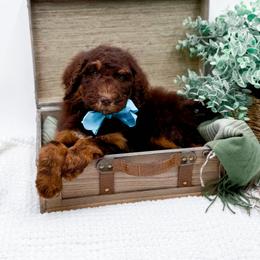 Boy 1 - male Bernedoodle puppy in Statesville, North Carolina from Doodle Babies