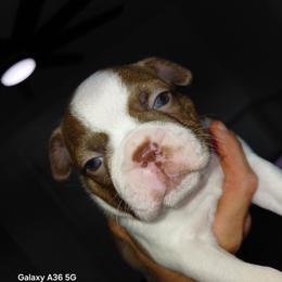 Selwyn - Red male Boston Terrier puppy in Star, North Carolina from Meatloaf's Bostons Family