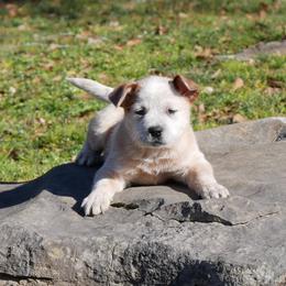 Love - Red speckled female Australian Cattle Dog puppy in Buffalo Valley, Tennessee from Buffalo Valley Breeders