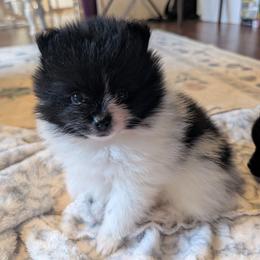 Jess - Black parti female Pomeranian puppy in Danielsville, Georgia from PassionatePomPoms