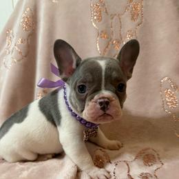 Bell - Tricolors female French Bulldog puppy in Lakeland, Florida from Fur Love And Puppies