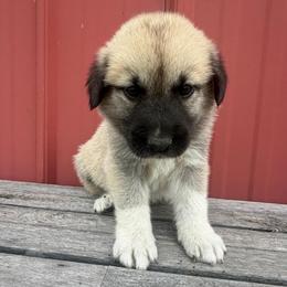 Girl 2 Oakley yellow collar - Fawn female Anatolian Pyrenees puppy in Clifton, Illinois from Mcginnis Guardian Dogs