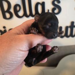 Promise - Black and tan female Yorkshire Terrier puppy in Clermont, Florida from Bella's Prissy Butts