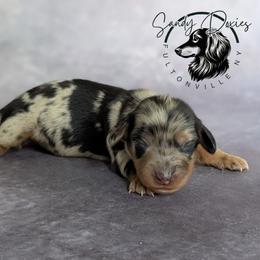 Boo - Dapple female Dachshund puppy in Fultonville, New York from Sandy Aussies & Pomeranians