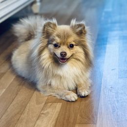 Jules - Pomeranian