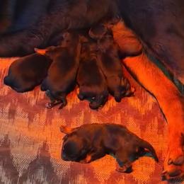 Girl 1 - Black and mahogany female Rottweiler puppy in Blanchard, Oklahoma from Mystique Kennel
