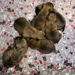 Boy 5 - Cream brindle male Cairn Terrier puppy in Pottersville, Missouri from Cairn Terriers of Heatherridge,LLC