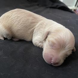 Cream boy 1 - Cream male Dachshund puppy in Port Orchard, Washington from Haus of Wiener Schnitzel