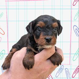 Tuesday - Black and tan male Yorkipoo puppy in Coshocton, Ohio from Forever Family Puppies