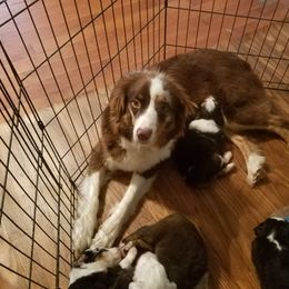 Australian Shepherd Puppies from Covenant View Farm Australian Shepherds