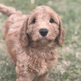 HONEY - Apricot female Labradoodle puppy in Manchaca, Texas from Heartrock Labradoodles