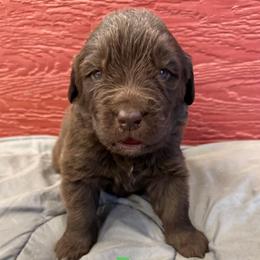 Dee - Brown female Newfoundland puppy in Goodhue, Minnesota from Claypits Newfoundlands