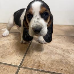 Girl 2 - Black brown and white female Basset Hound puppy in Brandon, Mississippi from Milton’s Bassets