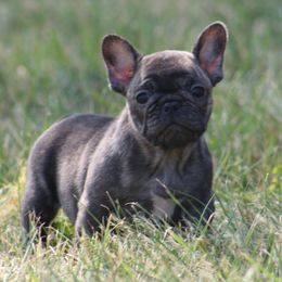 American Bulldog, French Bulldog, and Shorty Bull Puppies from Bingham's Bulldogs LLC