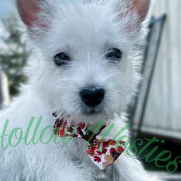West Highland White Terriers from Pixie Hollow Westies