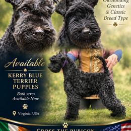 Kerry Blue Terrier puppies from Cross the Rubicon KBT & Trebol SCWT