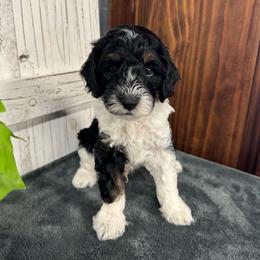 Blue Collar Boy 2150.00 - Black and white male Cavapoo puppy in Alvin, Texas from JP Southern Doodles