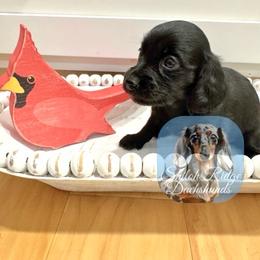 Pepper - Black female Dachshund puppy in Adamsville, Tennessee from Shiloh Ridge Dachshunds