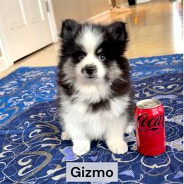 Gizmo - Black and white male Pomsky puppy in Long Grove, Illinois from Windy City Pomsky