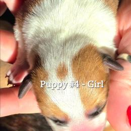 Puppy 4 - Fawn female Pembroke Welsh Corgi puppy in Buffalo, Wyoming from Diamond K Corgis