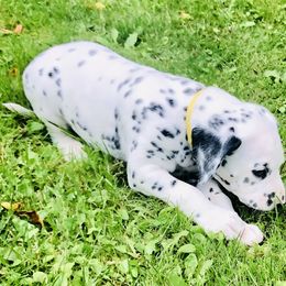 Sully - White and black Dalmatian puppy in Rhinelander, Wisconsin from Moen Lake Dalmatians