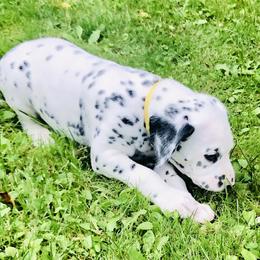 Sully - White and black Dalmatian puppy in Rhinelander, Wisconsin from Moen Lake Dalmatians