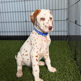 George - sable - Lua - White and liver brown male Dalmatian puppy in Sedalia, Missouri from Missouri Dalmatians