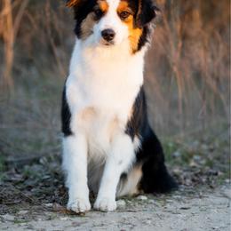 Delilah - Miniature American Shepherd