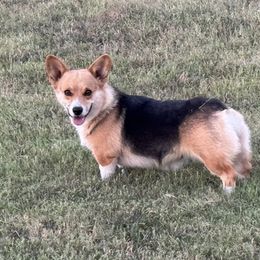 HEMI - Pembroke Welsh Corgi