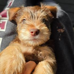 Tater - Liver male Miniature Schnauzer puppy in Fredericksburg, Virginia from Liver Legends