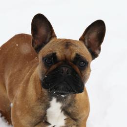 Penelope - French Bulldog