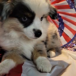 Miniature Australian Shepherd and Toy Australian Shepherd Puppies from Stoney Brook Aussies
