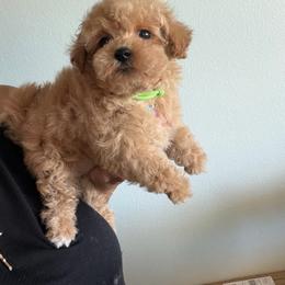Lady Chloe - Apricot female Maltipoo puppy in Southern,, California from Maltipoo Tiny Pups & More