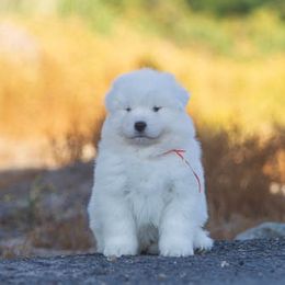 Samoyed Puppies from Carefree Samoyeds