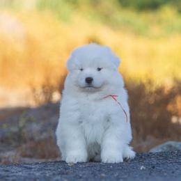 Samoyed Puppies from Carefree Samoyeds