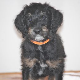 Bernedoodle, Goldendoodle, and Labradoodle Puppies from Doodle Nation