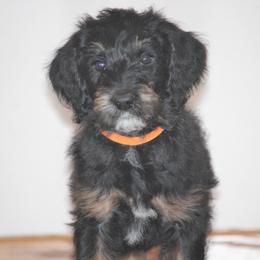 Bernedoodle, Goldendoodle, and Labradoodle Puppies from Doodle Nation