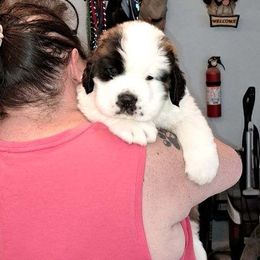 Saint Bernard Puppies from Wintercrest St. Bernards