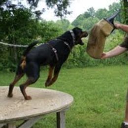 Rottweiler All Grown Up from Vom Wesburg Rottweilers