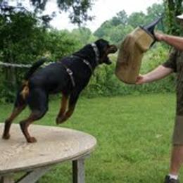 Rottweiler All Grown Up from Vom Wesburg Rottweilers