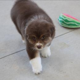 Shuffle - Red tri-color female Australian Shepherd puppy in Jameson, Missouri from Sky Creek