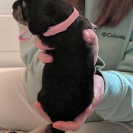 Dachshund Puppies from Brianna Bray