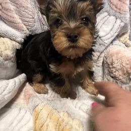 "Girl" Yorkshire Terrier Puppies from Becky Harriman's Yorkshire Terriers