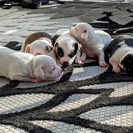 Chihuahua Puppies from Wilds Farms