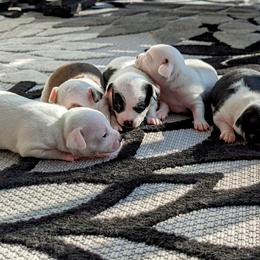Chihuahua Puppies from Wilds Farms