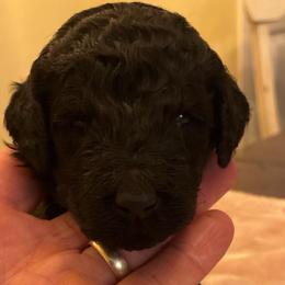 Black Boy 2 - Black male Poodle puppy in Jesup, Georgia from Altamaha Mud Poodles LLC.