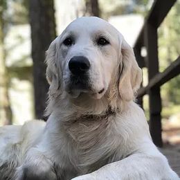 Jax - Golden Retriever