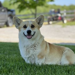 Kate - Pembroke Welsh Corgi